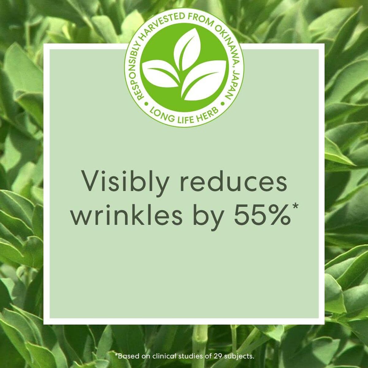 Infographic featuring a long life herb and text stating it visibly reduces wrinkles by 55%, harvested from Okinawa, Japan.