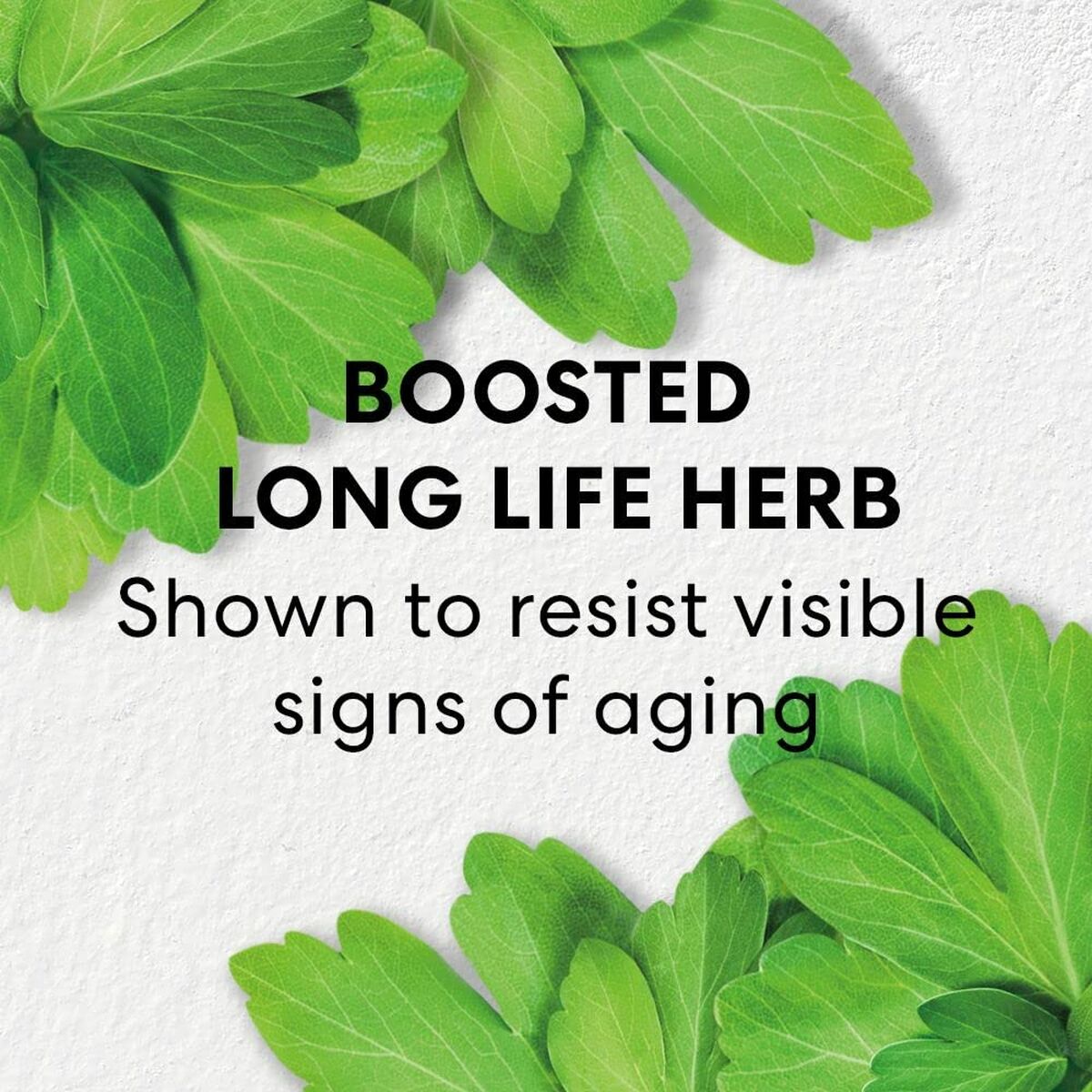 Boosted long life herb graphic, promoting anti-aging benefits with vibrant green leaves.