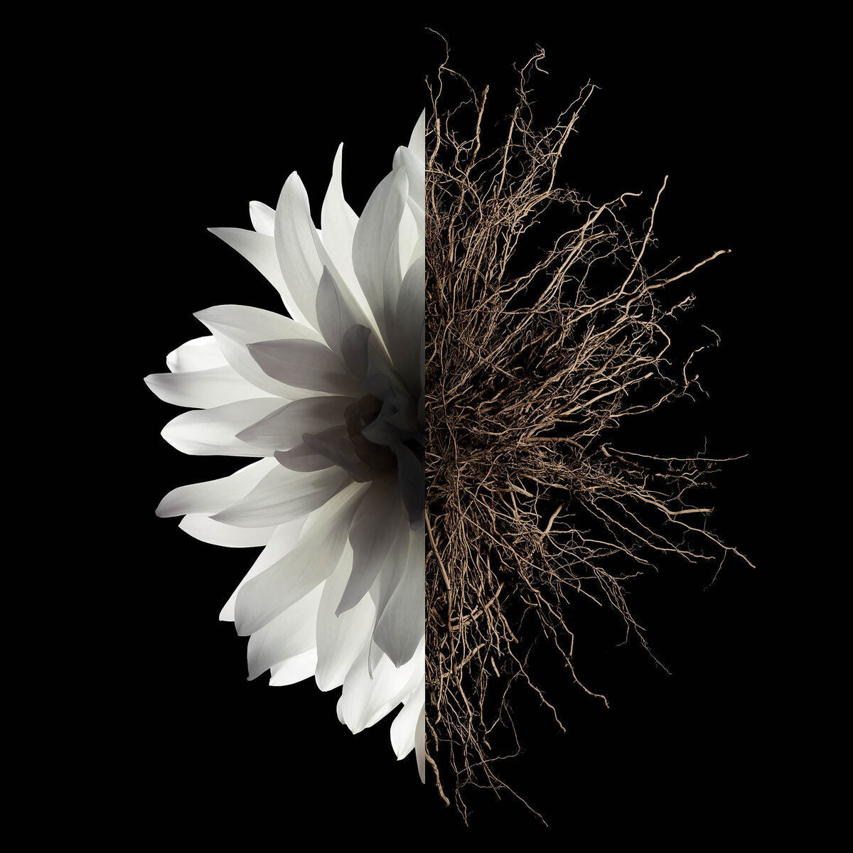 Half white flower and half intricately detailed roots on a black background, symbolizing growth and harmony.